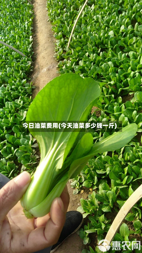 今日油菜费用(今天油菜多少钱一斤)