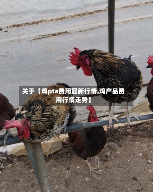 关于【鸡pta费用最新行情,鸡产品费用行情走势】
