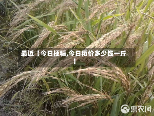 最近【今日梗稻,今日稻价多少钱一斤】