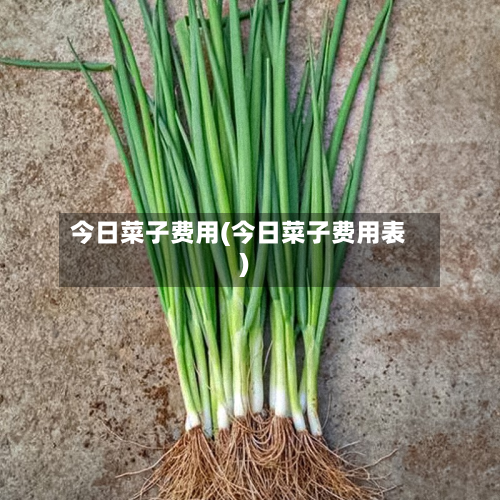 今日菜子费用(今日菜子费用表)