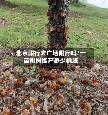 北京限行大广场限行吗/一亩桃树能产多少桃胶