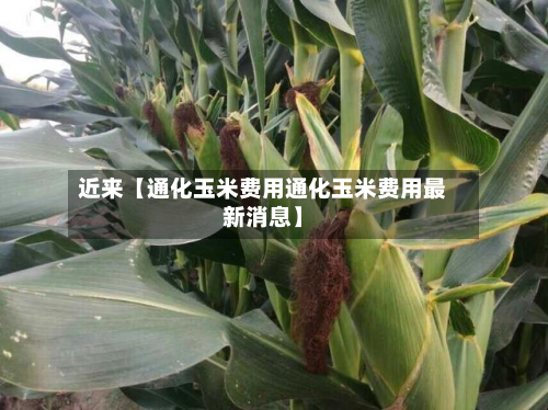 近来【通化玉米费用通化玉米费用最新消息】