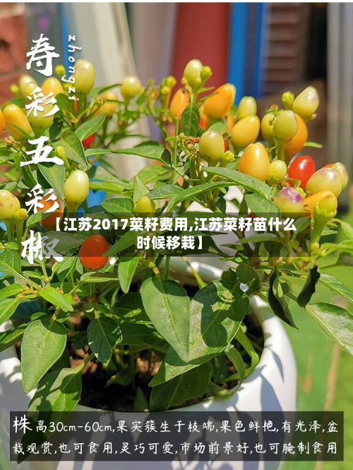 【江苏2017菜籽费用,江苏菜籽苗什么时候移栽】
