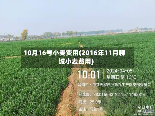 10月16号小麦费用(2016年11月聊城小麦费用)